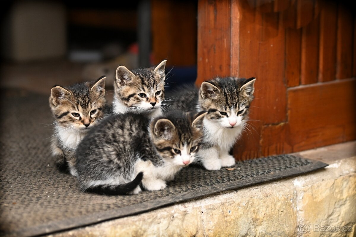 Daruji koťata