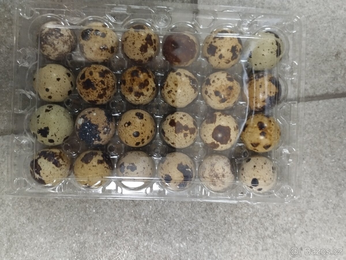 Křepelci vajicka