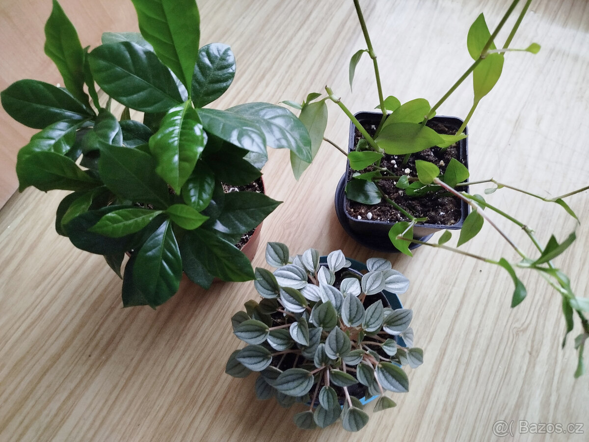 Mix pokojových rostlin