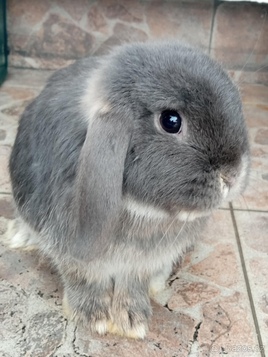 Samička Zakrslý Beránek MiniLop ❤️❤️