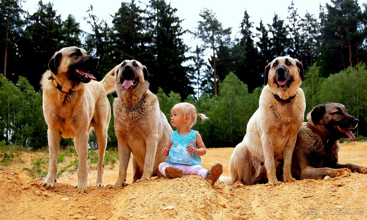 Kangalský pastevecký pes