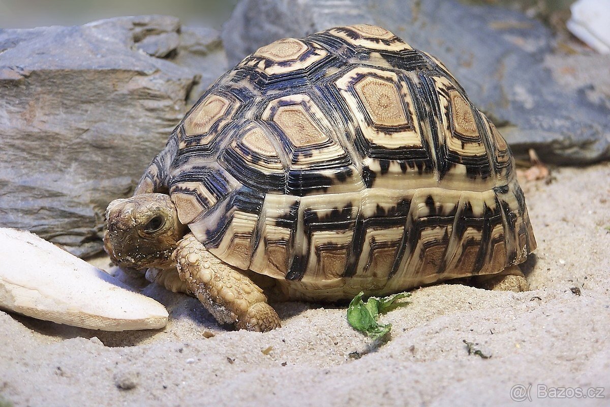 Koupim samce želvy pardálí