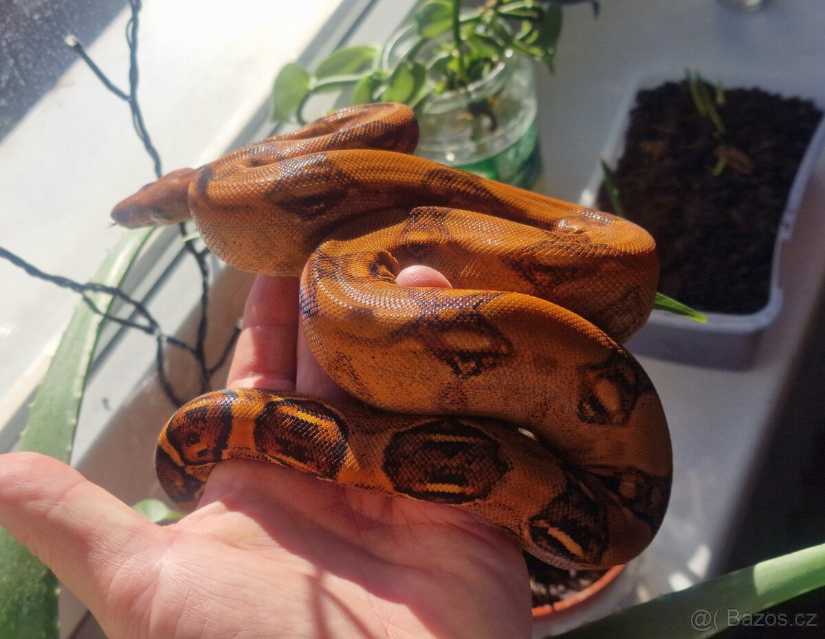 Hroznyš kralovsky (Bloody 💯 %het.albino )