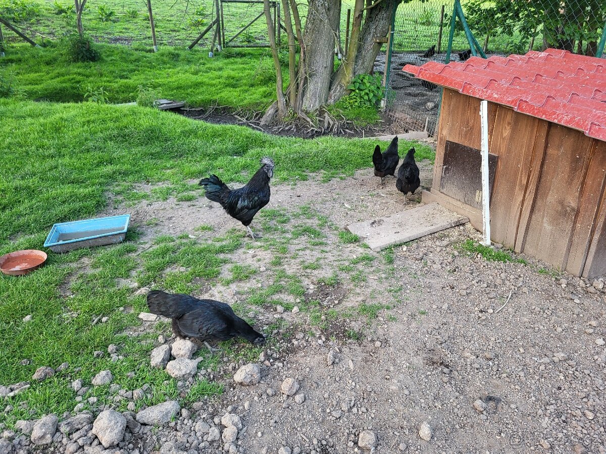 Ayam cemani