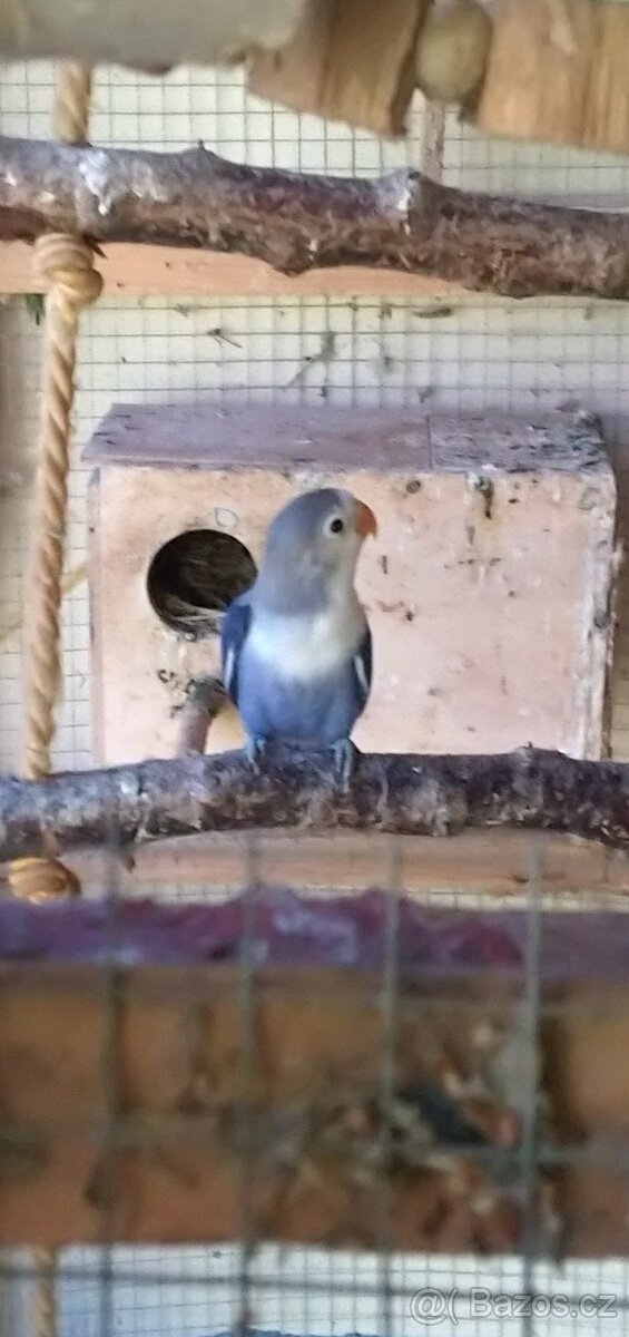 Agapornis Fisherův