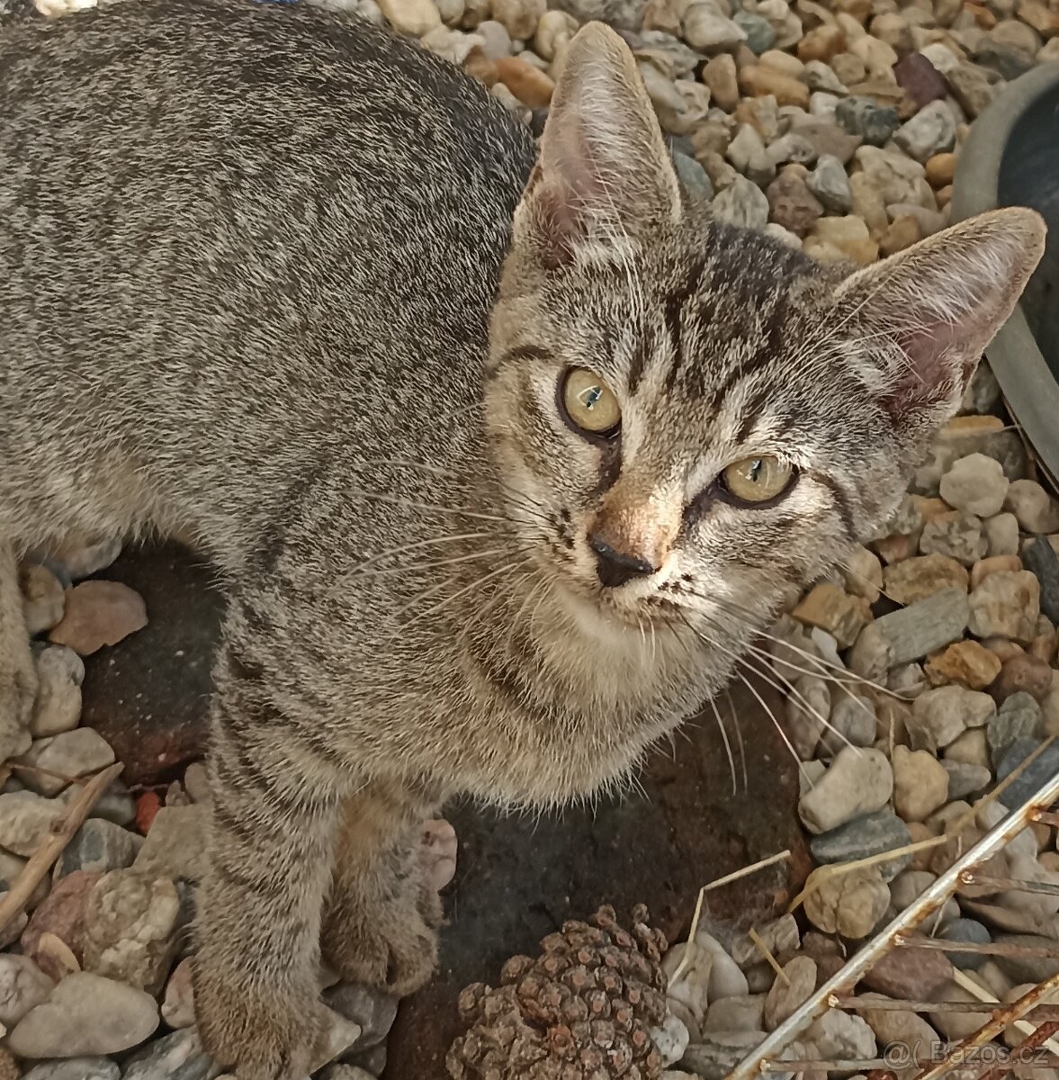 Po mamince kanadský sphynx, tatínek Evropan nabízíme kocourk