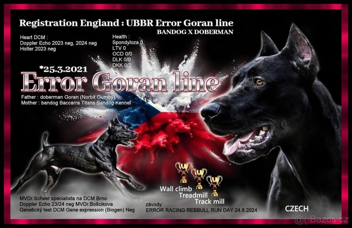 Dobrman x APBT,bandog,ast,bullherder