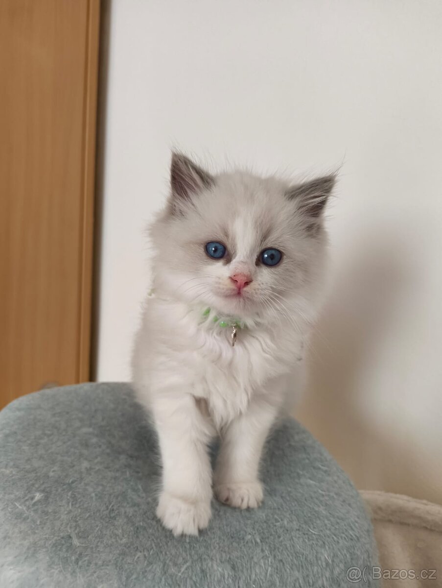 Ragdoll bez PP