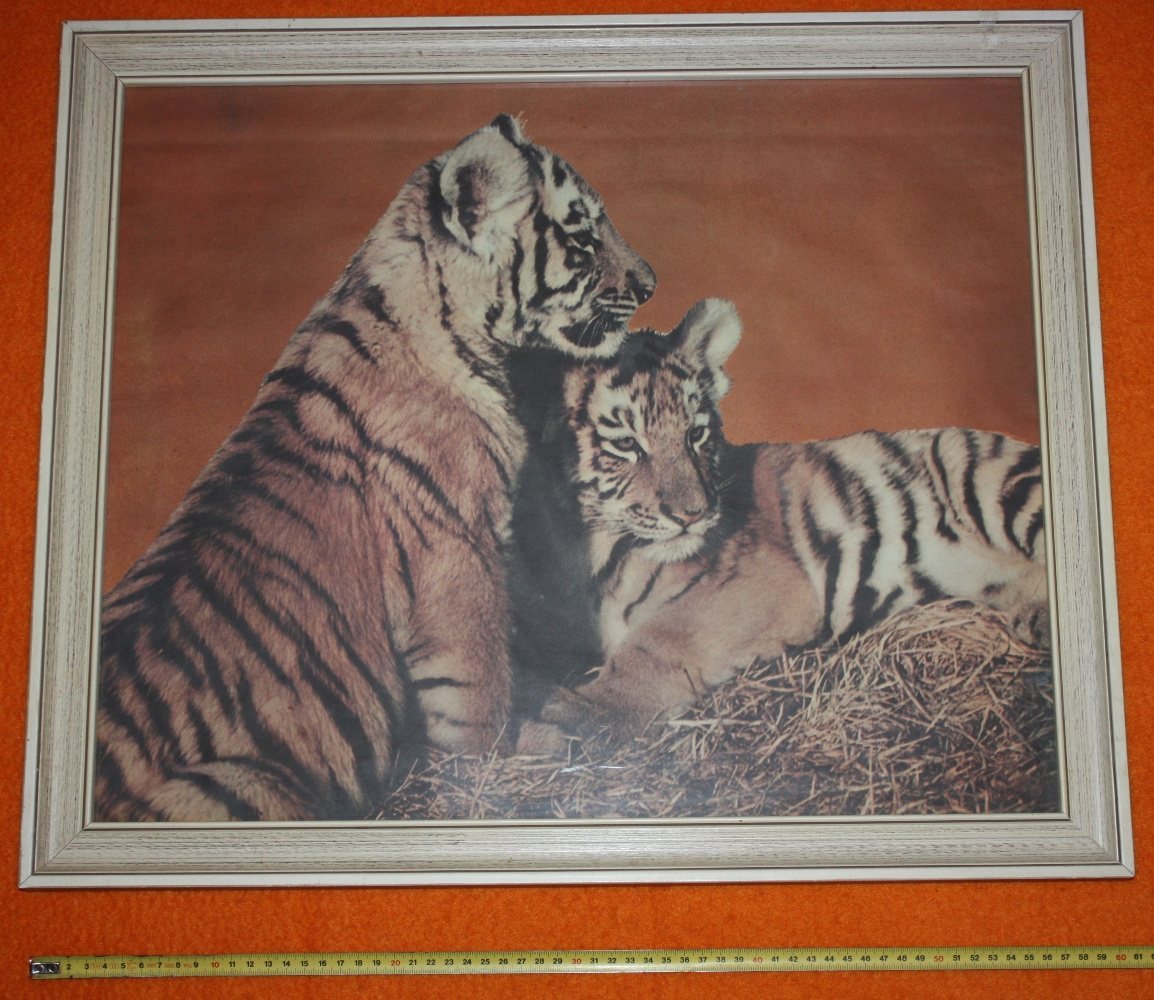 obraz tygři, 61 x 51,5 cm, zarámovaný plakát tygr lev afrika