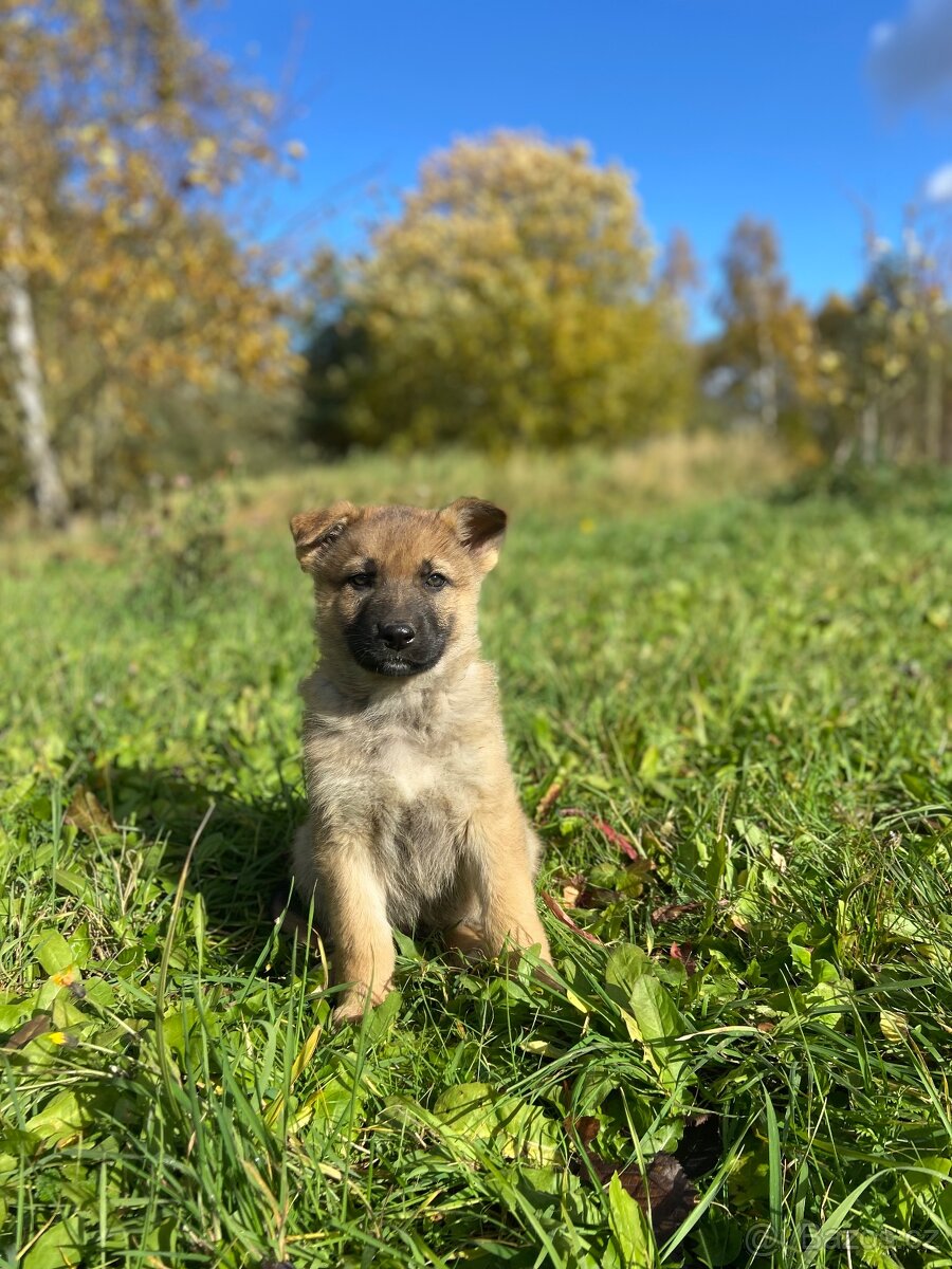 Štěňata německého ovčáka