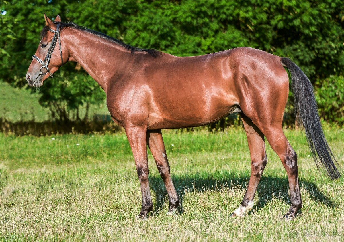 Prodám valacha A1/1