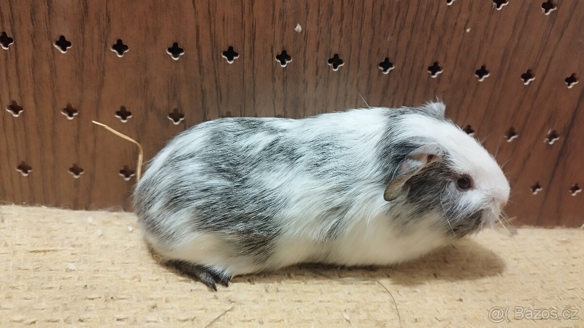 Morčata - morče hladké.