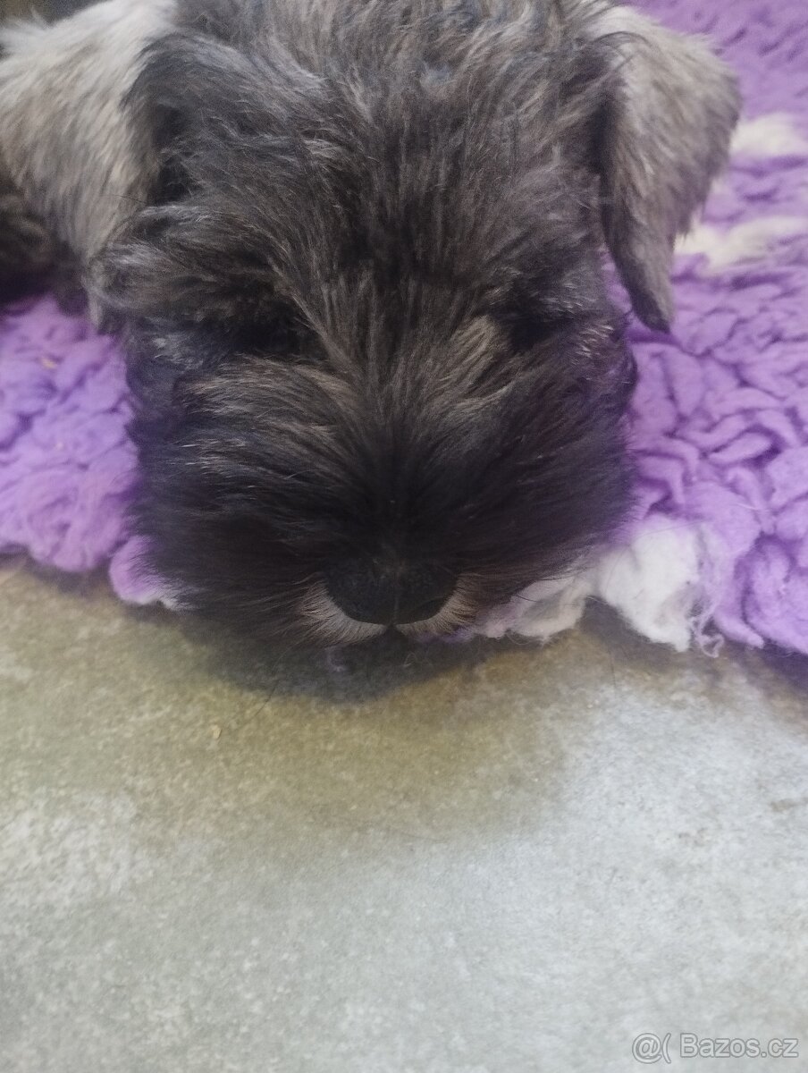 Knírač malý pepř a sůl s pp