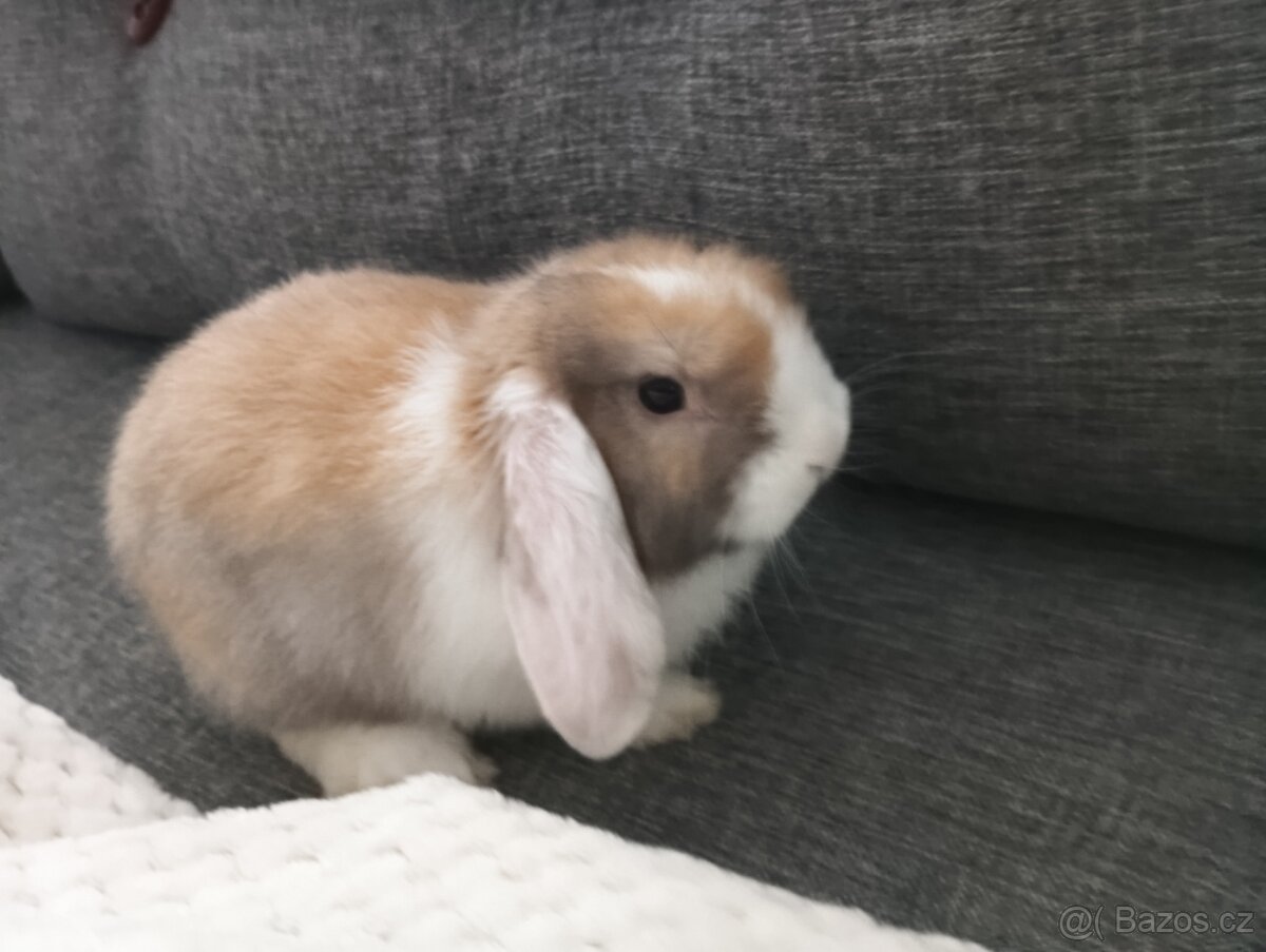 Zakrslý kralik-Beranek-Dean(rex)