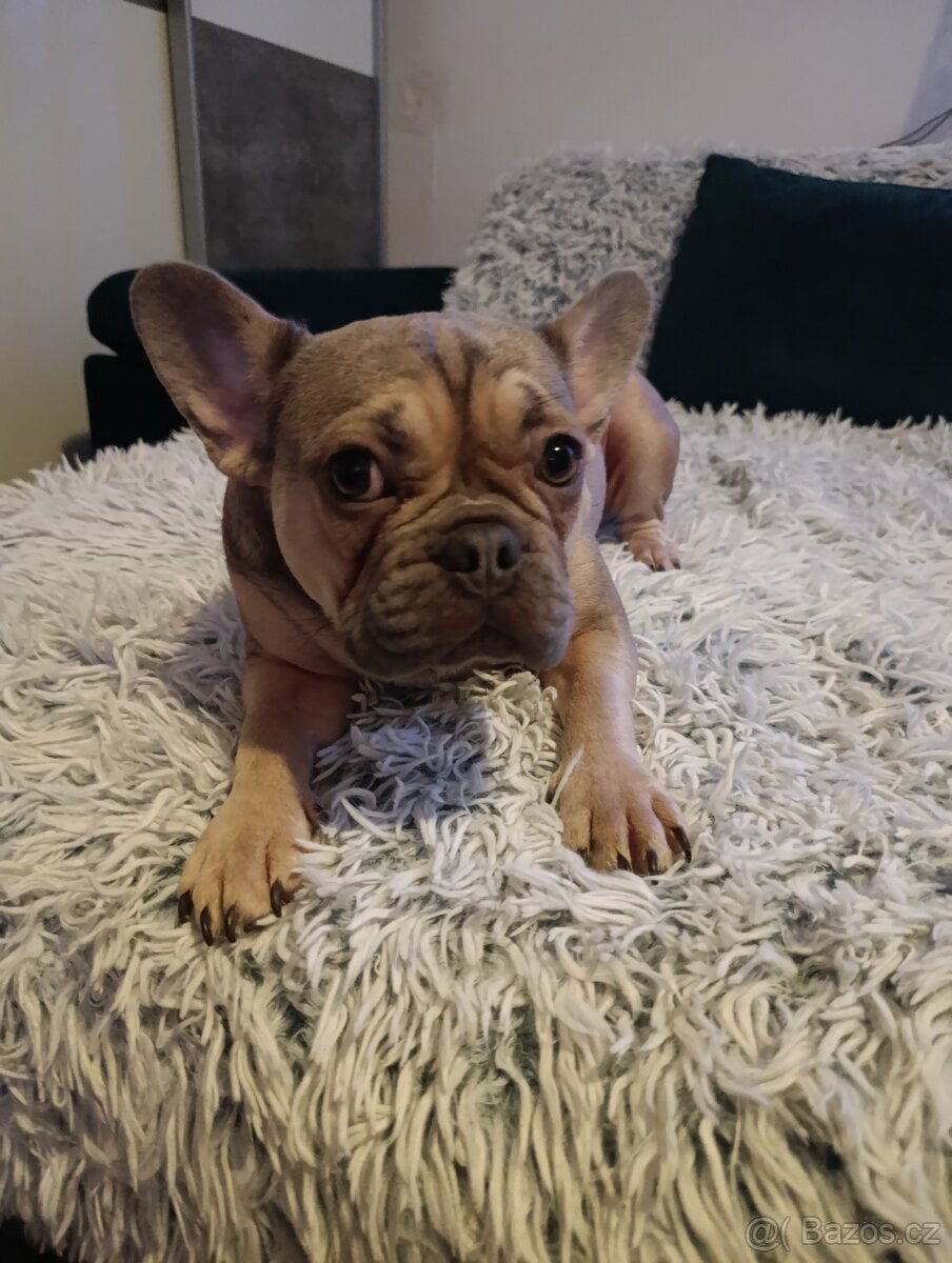 Francouzský buldoček