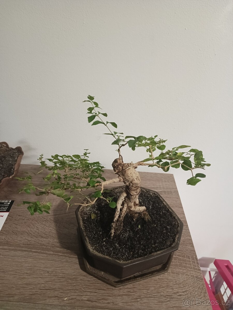 Bonsai Ligustrum chinensis - ptačí zob
