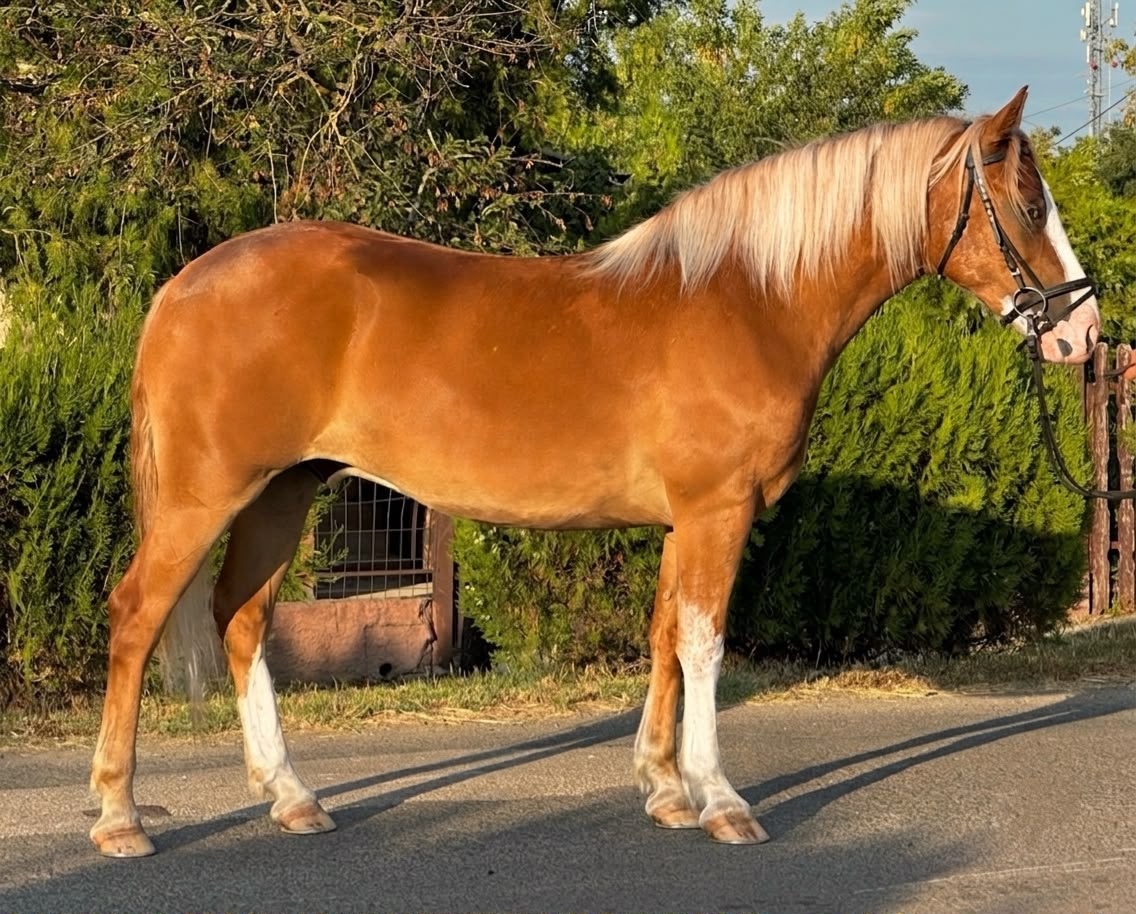 haflingský valach