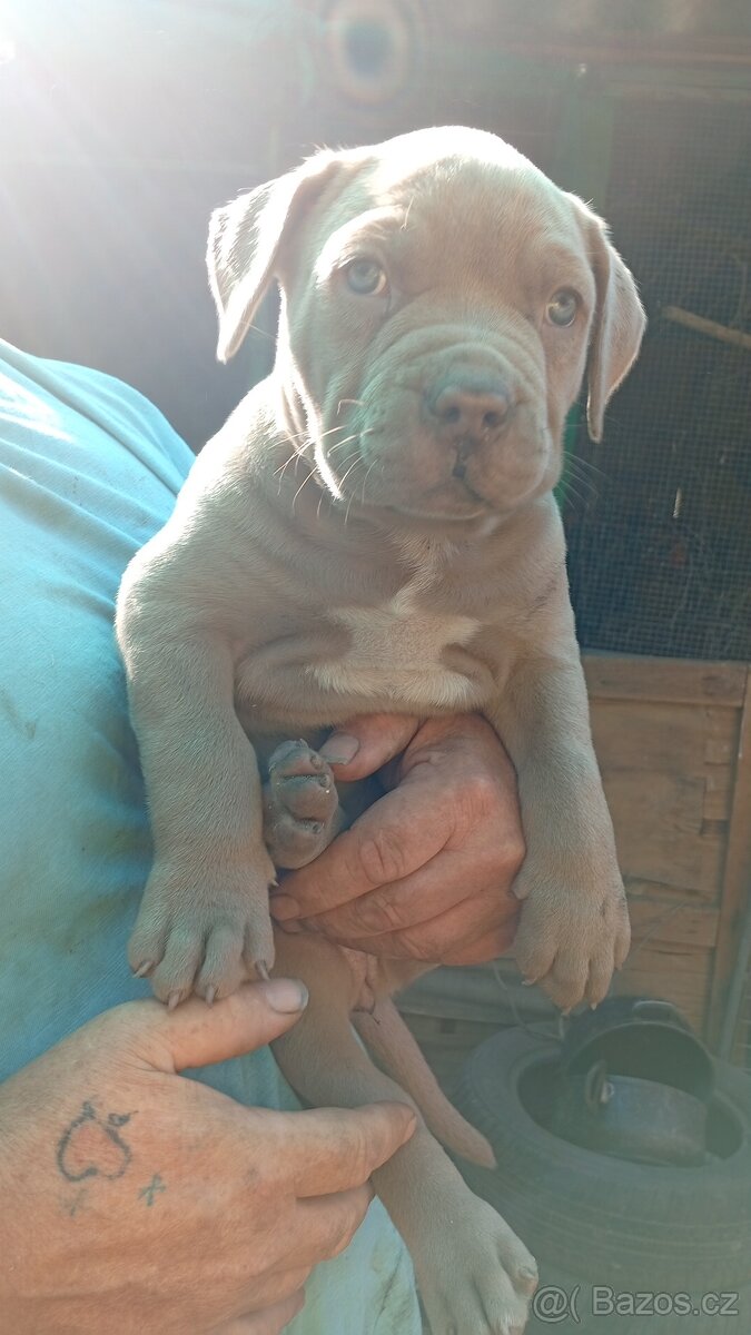 American bully xl