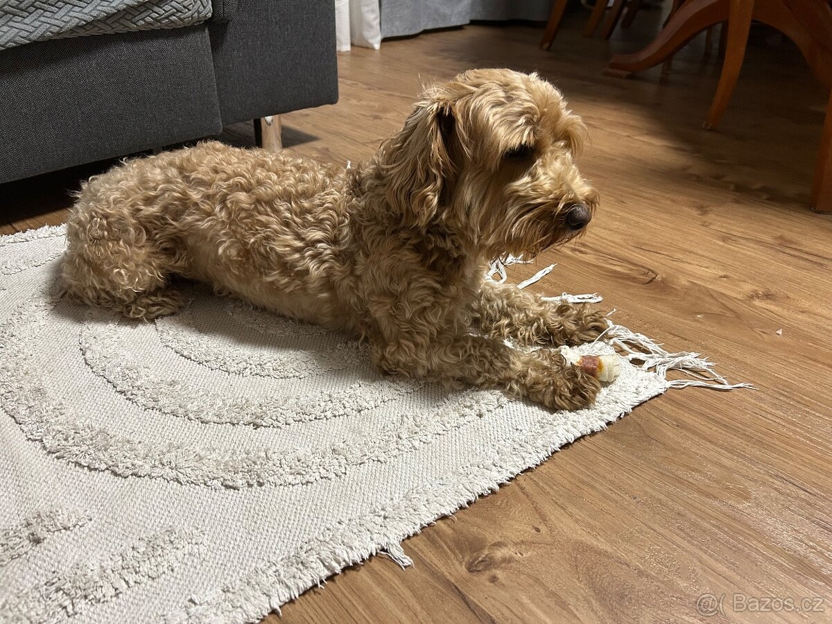 Maltipoo pes