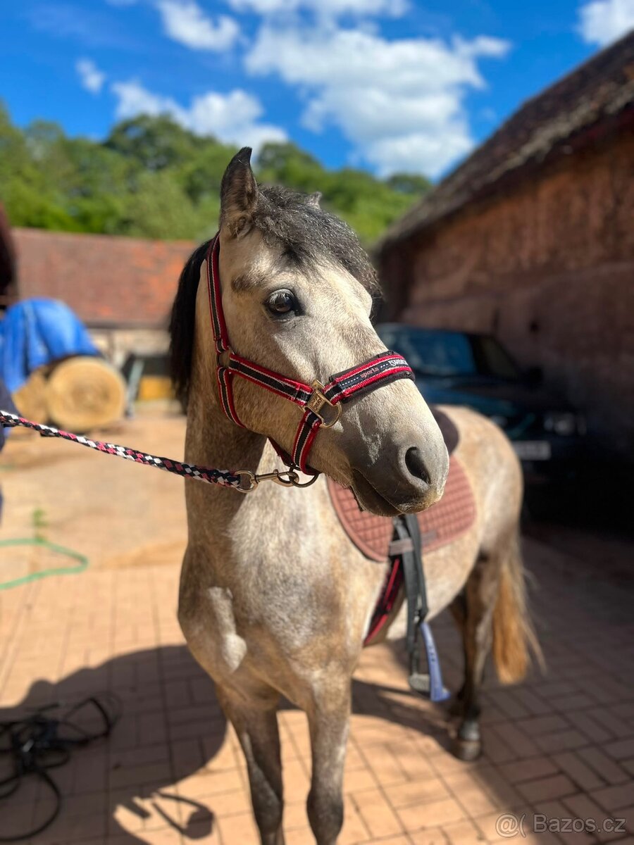4 letý pony
