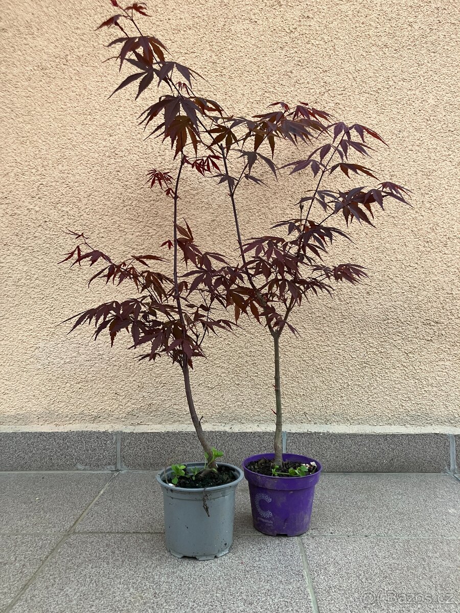 Japonský javor, zahrada, skalka, 2ks samostatně