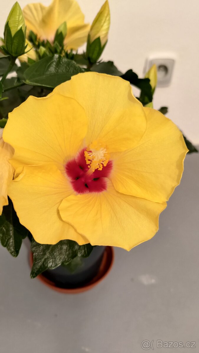 Pokojový ibišek - Adonicus Yellow - žlutý