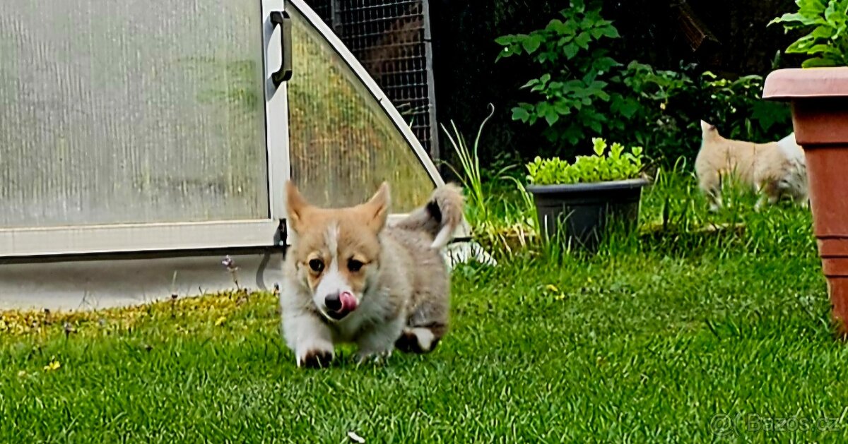 Welsh corgi pembroke s PP