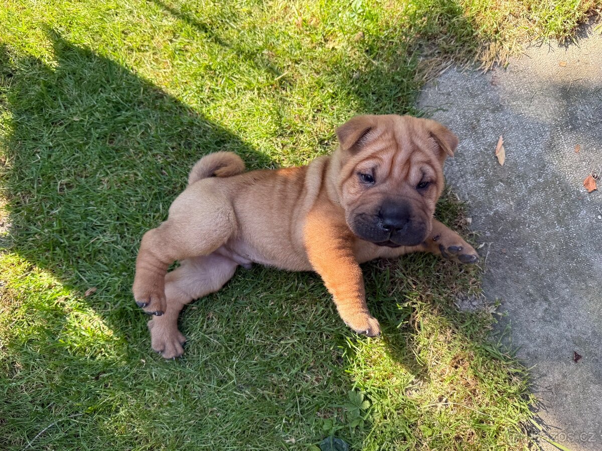Sharpei