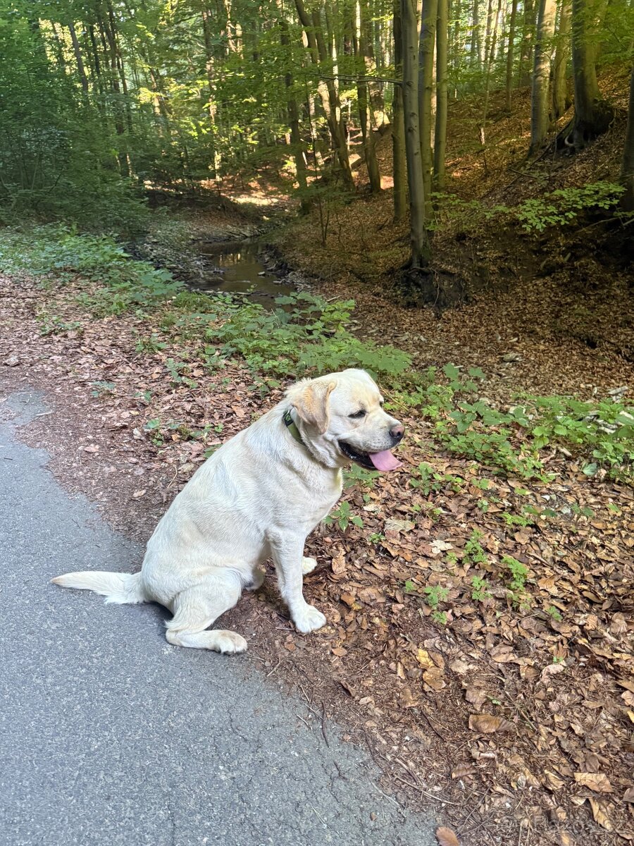 Labrador