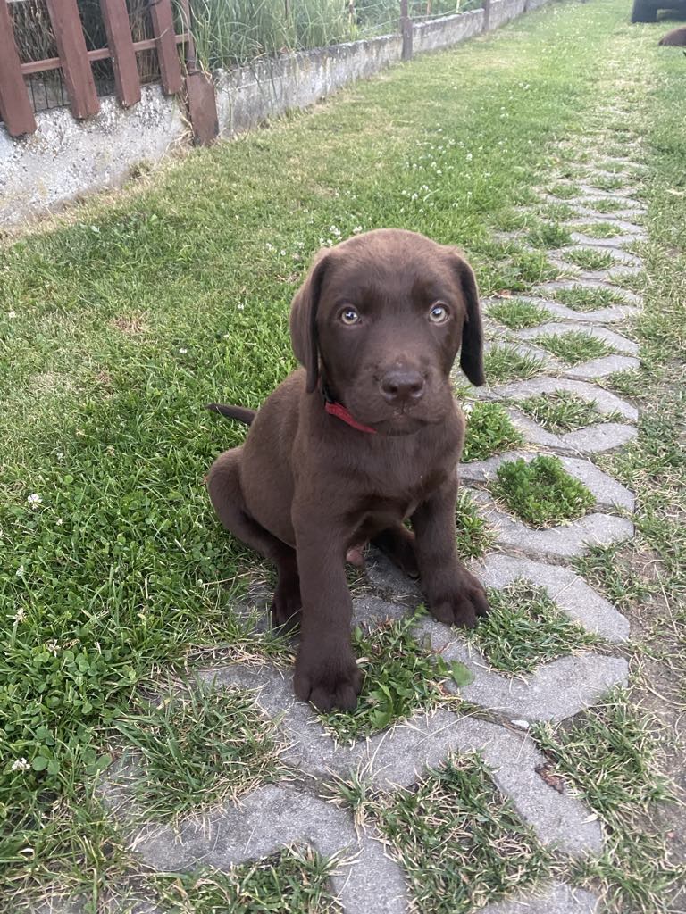 Hnědý pejsek Labradora bez PP