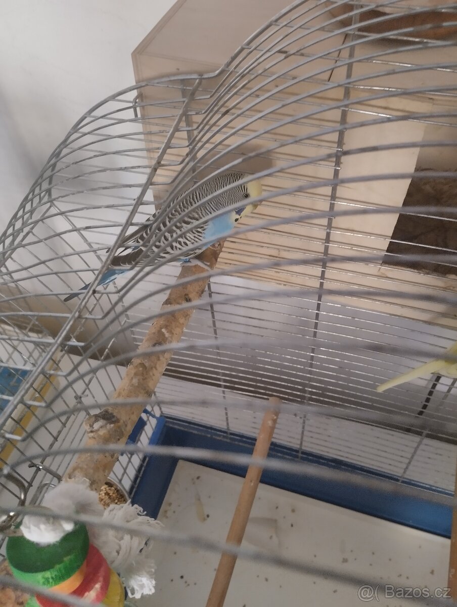 Ptactvo