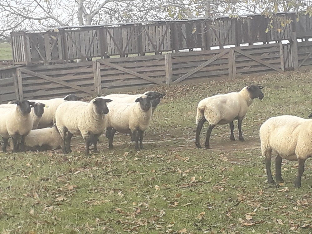 Starší ovce suffolk