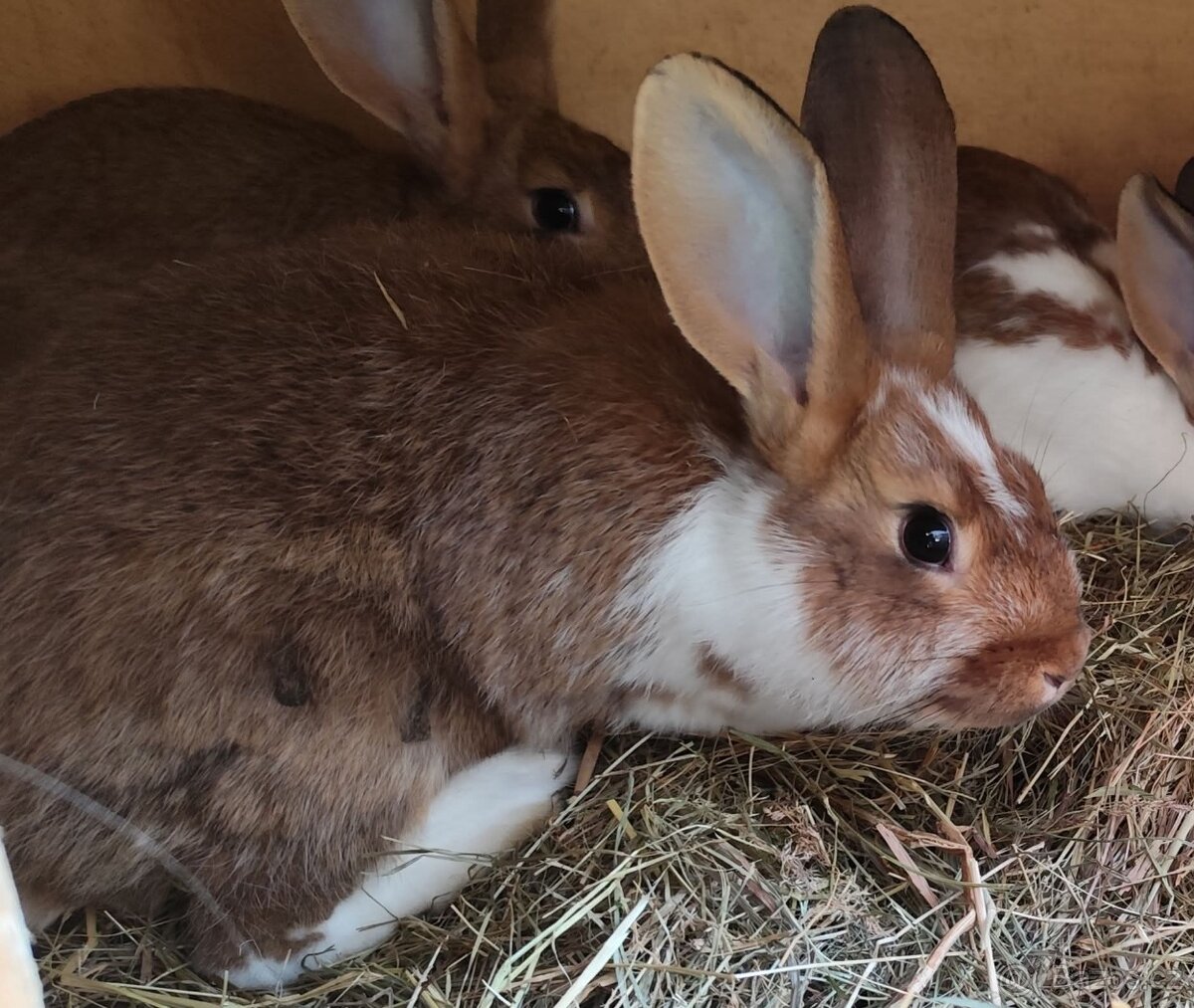 Kralik samci, samice