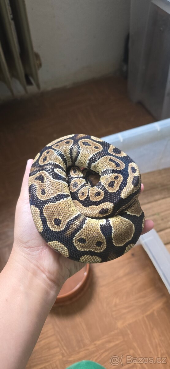 Python regius - krajta královská