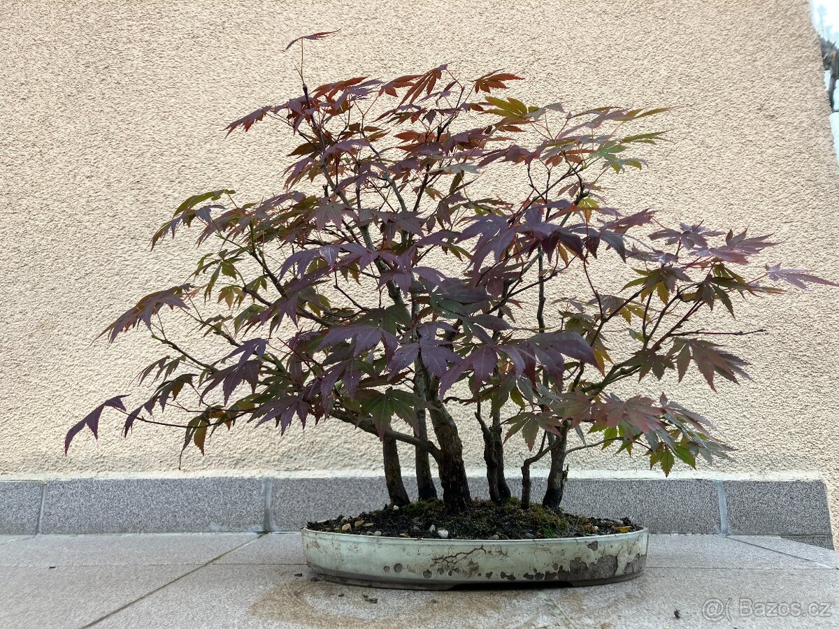 Bonsai, Bonsaj, japonský javor, lesík