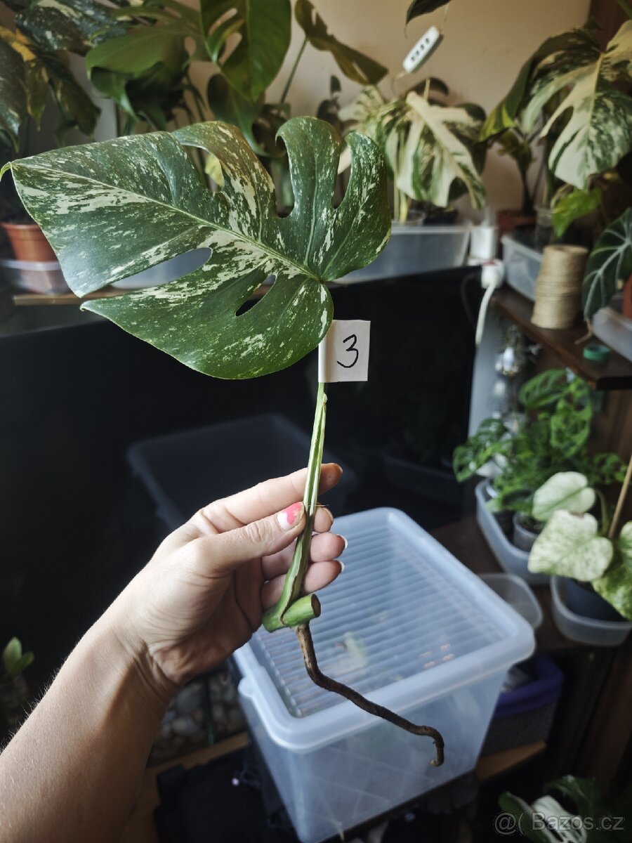 Monstera alba č.3