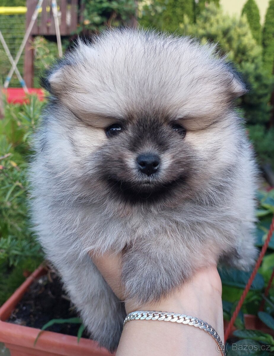 Pomeranian štěňátka