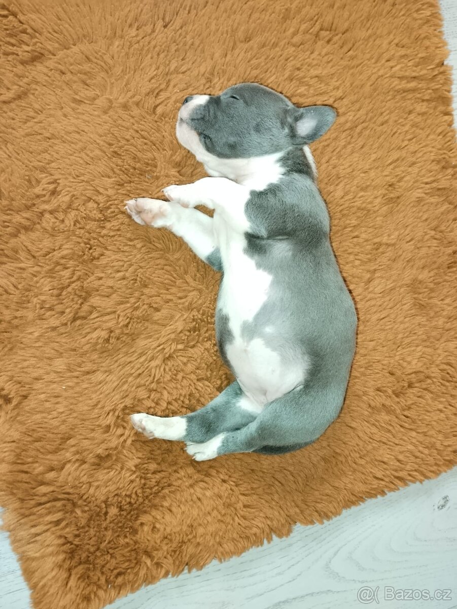 Fena pitbull