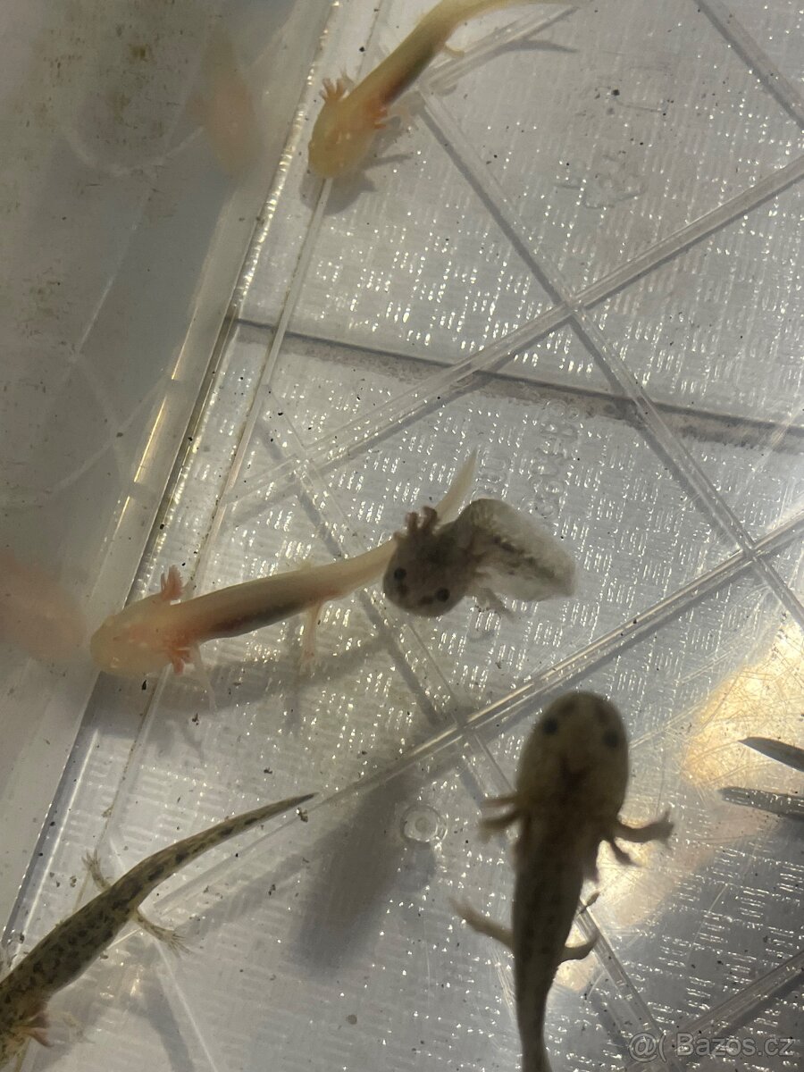 Axolotl