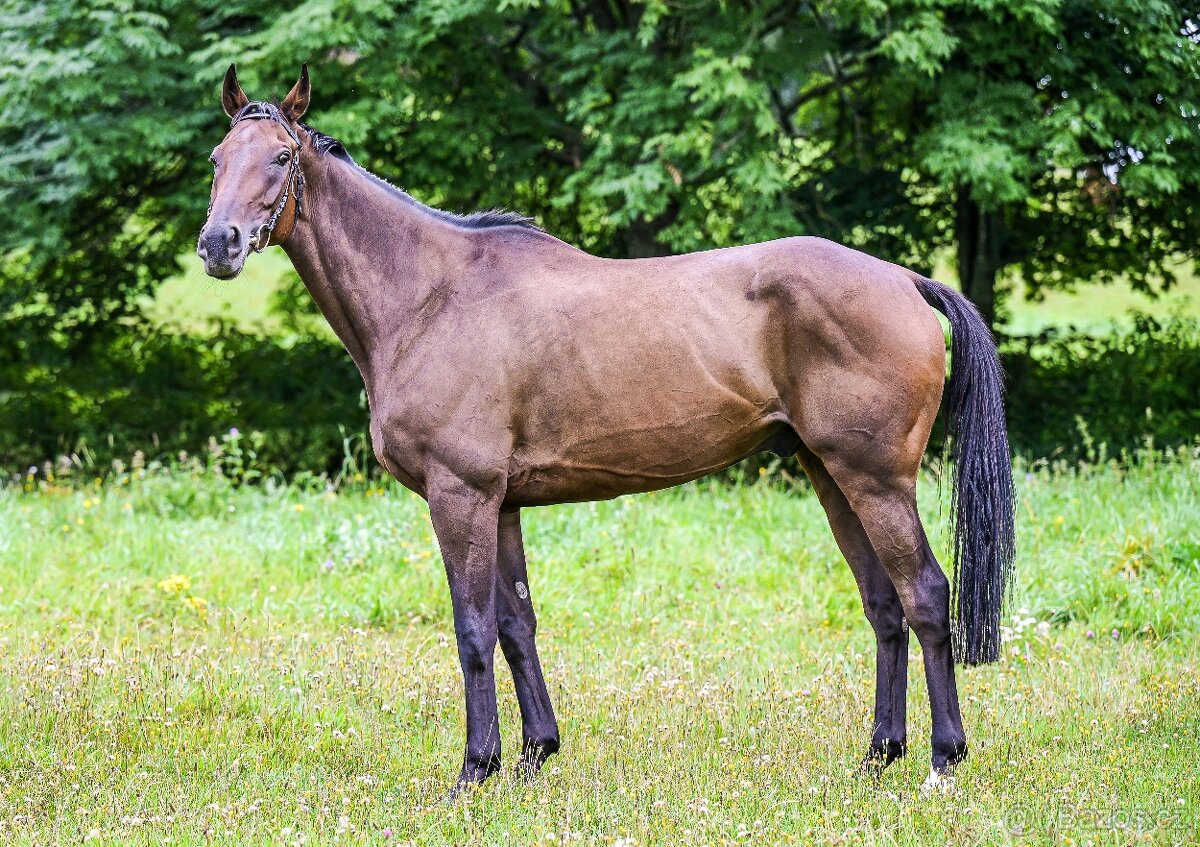 Prodám valacha A1/1