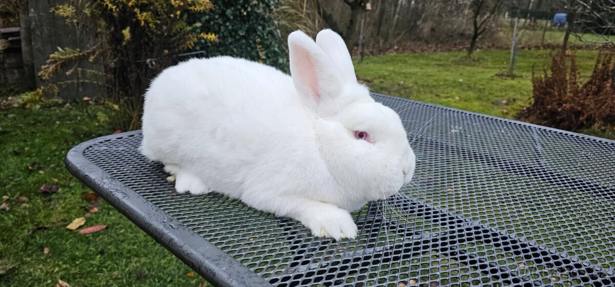 Prodam Novozelandský bily