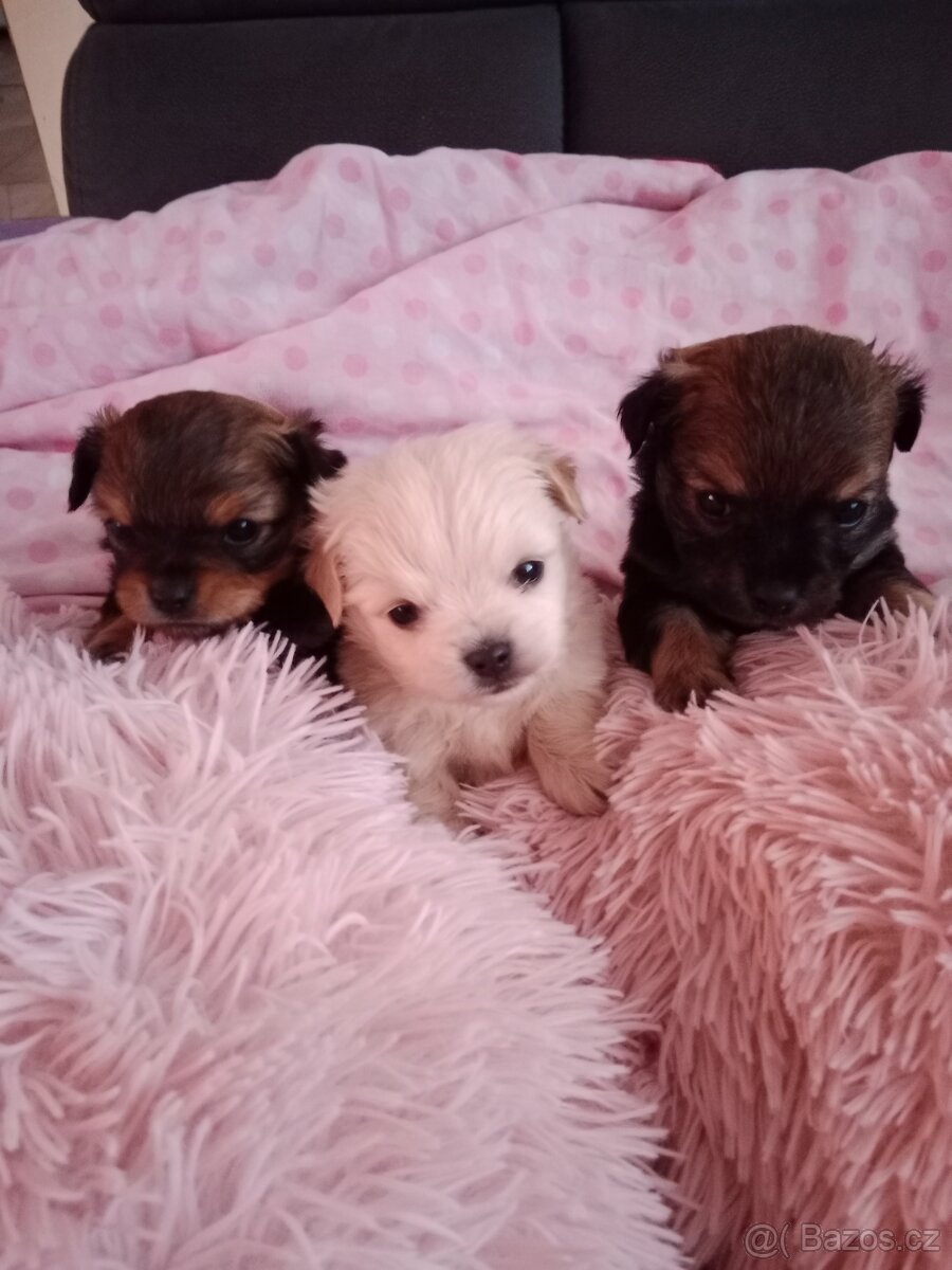 Yorksirsky/Jorksirsky terier X