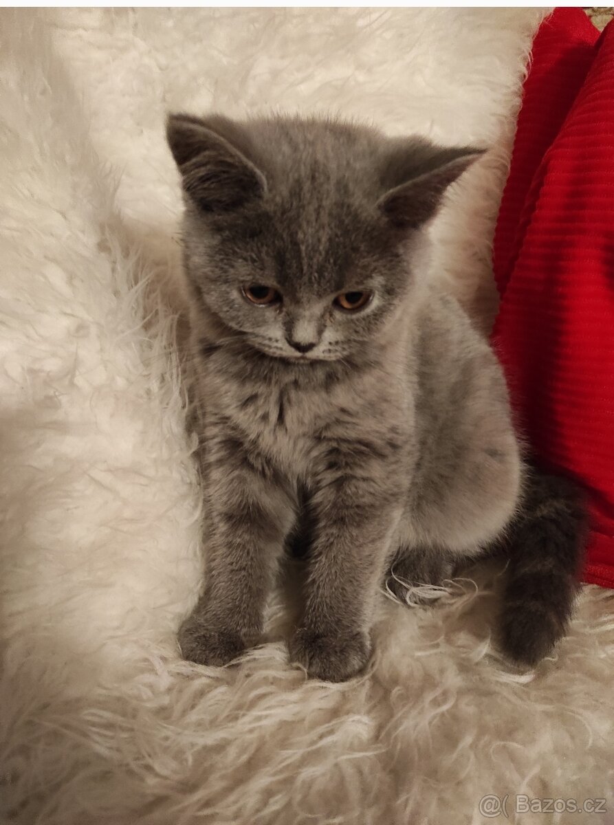 Britská modrá koťátka