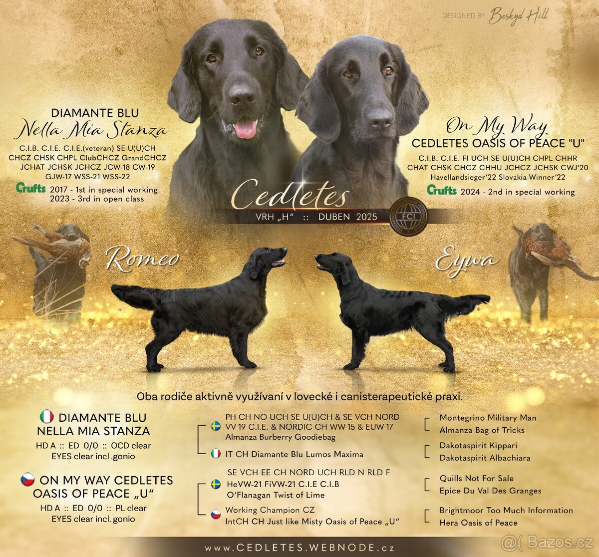 Flat coated retriever s PP - CHS Cedletes