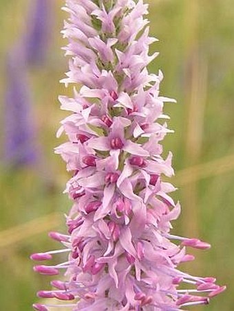 Rozrazil klasnatý - Veronika spicata 4000 semen 50 Kč