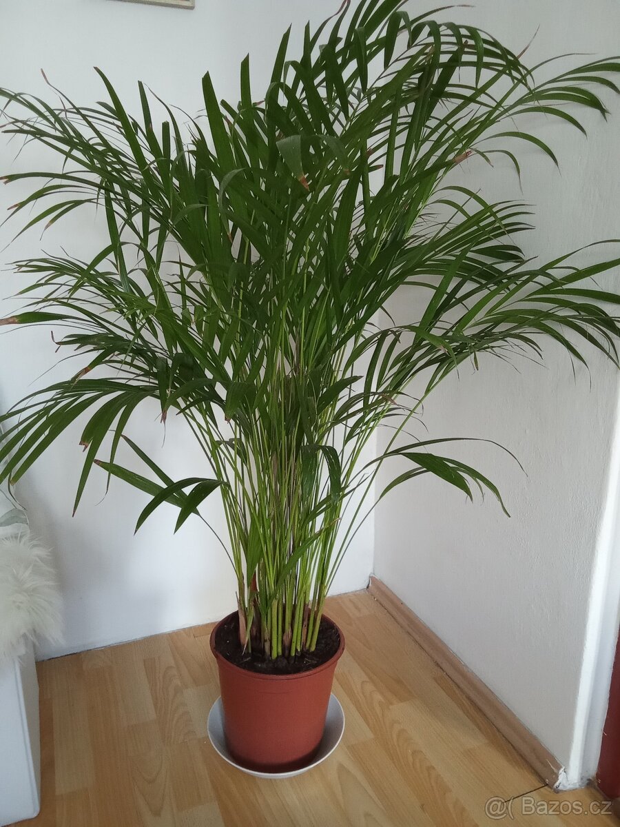 Palma cca 160 cm, zdravá 2ks