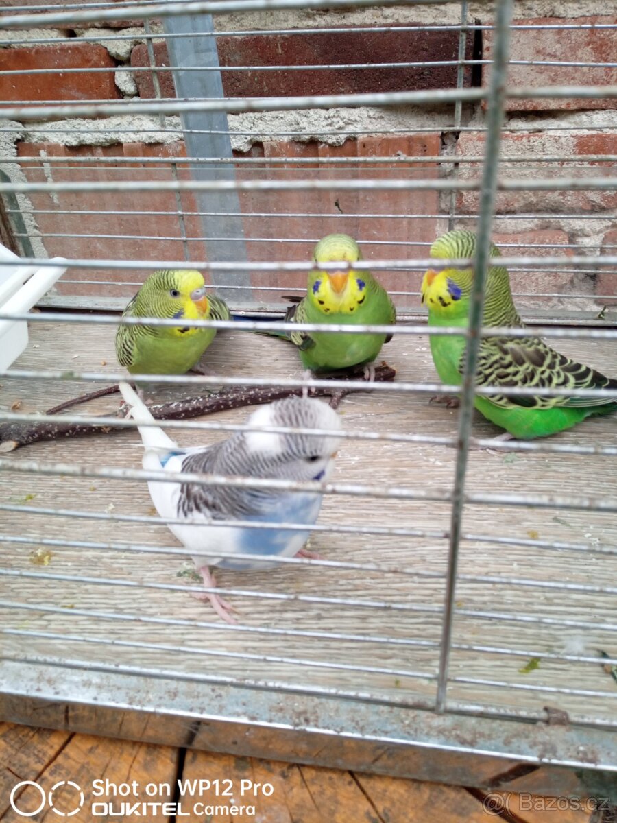 Andulky