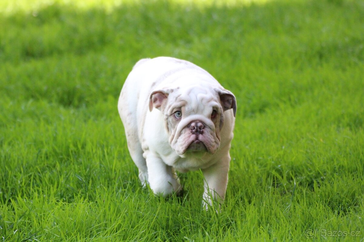 Staroanglický buldok/Old English bulldog