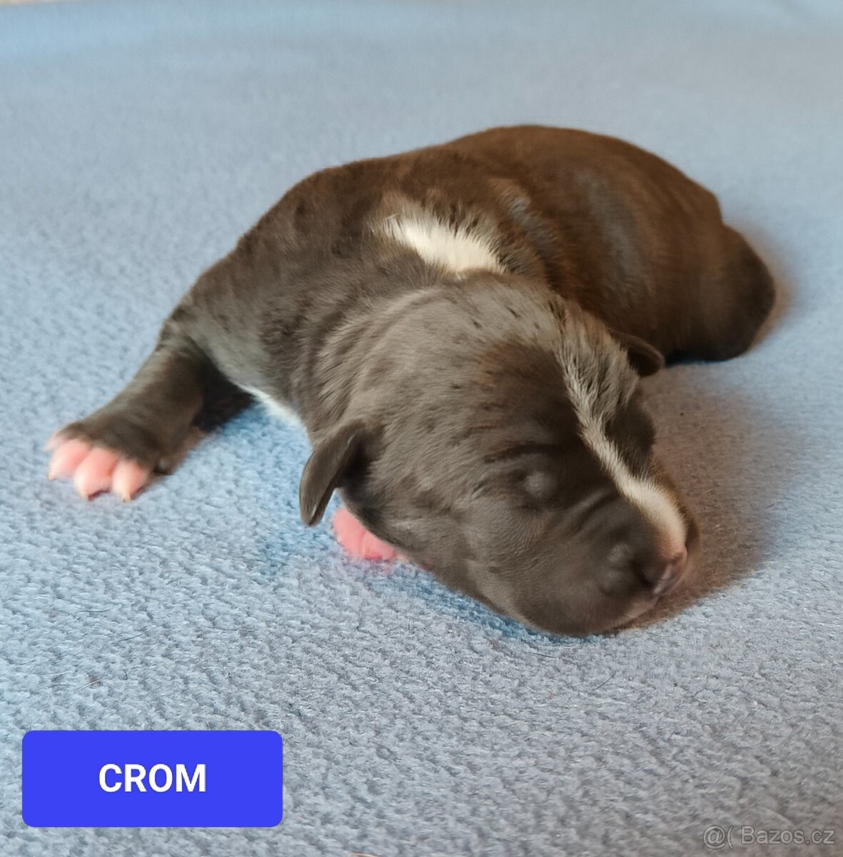 Americký stafordšírský teriér