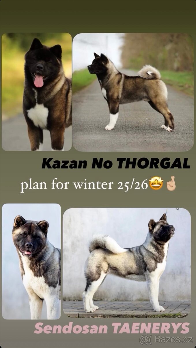 Americká akita- plánovaný vrh ,,D”